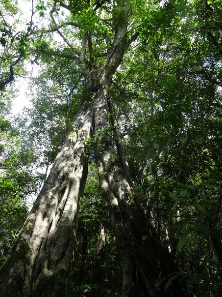 Ficus densifolia - MORACEAE - Endémique Réunion