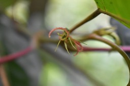 Fleur femelle de Bois de perroquet - Hancea integrifolia - EUPHORBIACEAE - Endémique Réunion, Maurice