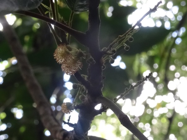 Fleur mâle de Bois de perroquet - Hancea integrifolia - EUPHORBIACEAE - Endémique Réunion, Maurice