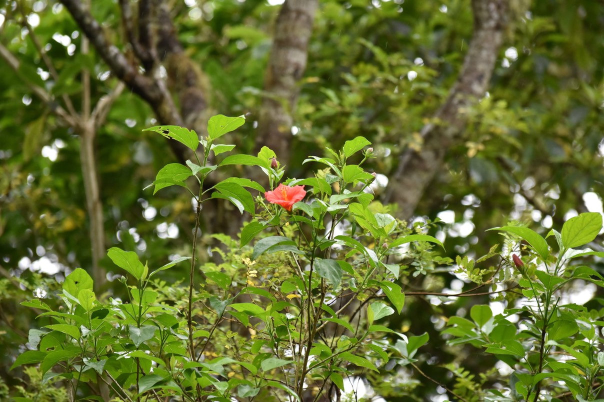Foulsapatte ONF - Hibiscus boryanus - MALVACEAE - Endémique Réunion, Maurice