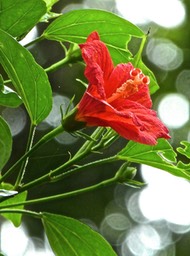 Hibiscus boryanus P1510467