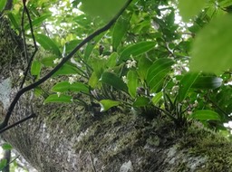 Polystachya cultriformis - ORCHIDACEAE - Indigène Réunion