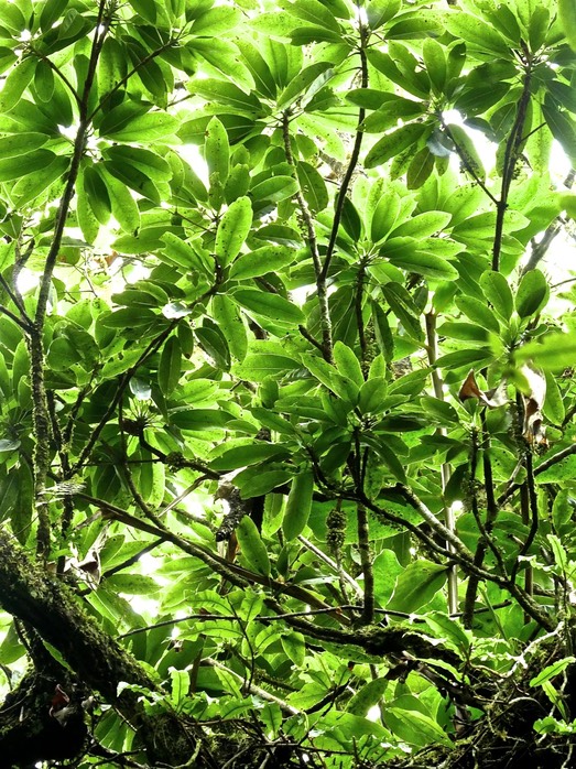 Sideroxylon majus . bois de fer . sapotaceae . endémique Réunion  P1510185