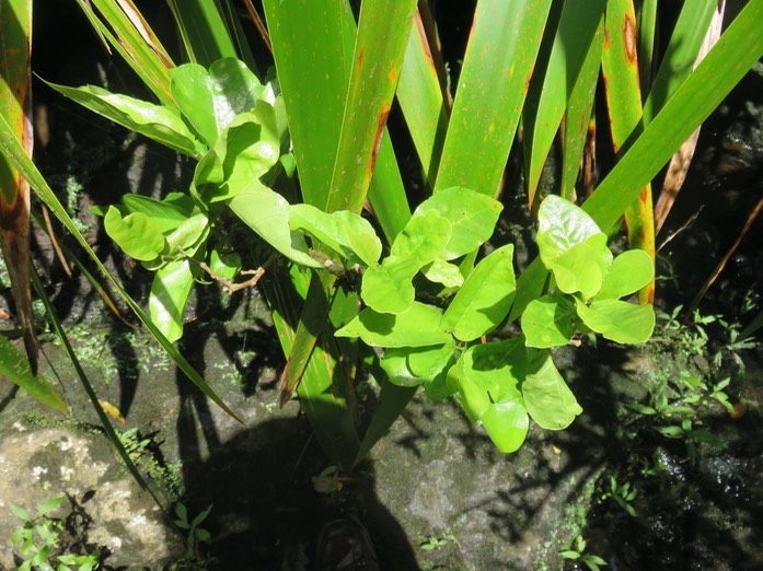 ??? Antidesma madagascariense - Bois de cabri (blanc) - Euphorbiaceae