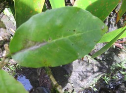 ??? (feuille de la photo précédente) Antidesma madagascariense - Bois de cabri (blanc) - Euphorbiaceae