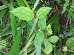 Fleur Clidemia hirta - Tabac boeuf - Melastomataceae