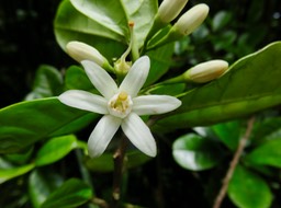 Fleurs Turraea cadetii - Bois de Quivi - Méliacée - B