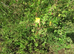 Ludwigia octovalvis - Herbe bourrique - Onagraceae