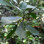 Magnolia champaca Champac Magnoliaceae Espèce envahissante 7797.jpeg