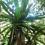 Pandanus purpurascens Vacoa des hauts Pan danaceae Endémique La Réunion 7815.jpeg