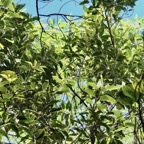 Agarista salicifolia.bois de rempart.ericaceae.indigène Réunion..jpeg