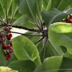 Badula barthesia. bois de savon.bois de pintade.primulaceae.endémique Réunion. (2).jpeg