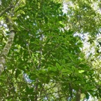 Badula barthesia. bois de savon.bois de pintade.primulaceae.endémique Réunion. (3).jpeg