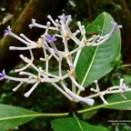 Chassalia corallioides Bois de corail  bois de lousteau rubiaceae.endémique Réunion..jpeg