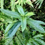 Claoxylon racemiflorum.grand bois cassant.( jeune plant ) euphorbiaceae.endémique Réunion..jpeg