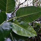 Ficus densifolia .affouche.grand affouche. ( feuilles face supérieure )moraceae.endémique Réunion Maurice.jpeg