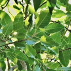 Ficus densifolia .affouche.grand affouche.moraceae.endémique Réunion Maurice (1).jpeg
