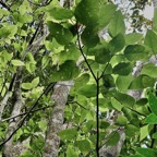 Ficus laterifolia Vahl.figuier blanc.( feuillage )moraceae.endémique Réunion Maurice..jpeg