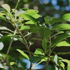 Ficus reflexa.affouche à petites feuilles.Ti l ‘affouche.moraceae.endémique Madagascar,Seychelles et Mascareignes. (1).jpeg