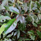 Homalium paniculatum. Corce blanc .bois de bassin. ( feuillage juvénile )salicaceae.endémique Réunion Maurice..jpeg