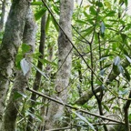 Hugonia serrata lam.liane de clef.linaceae.endémique Réunion Maurice . (2).jpeg