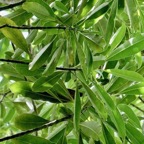 Ochrosia borbonica.bois jaune.apocynaceae.endémique Réunion Maurice..jpeg