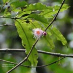Syzygium cymosum .Bois de pomme rouge.myrtaceae.endémique Réunion Maurice. (1).jpeg