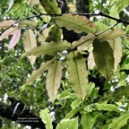 Syzygium cymosum .Bois de pomme rouge.myrtaceae.endémique Réunion Maurice..jpeg