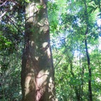 12. Ficus densifolia - Grand Affouche - Moraceae (1).jpeg