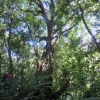 12. Ficus densifolia - Grand Affouche - Moraceae.jpeg