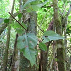 13. Feuille juvénile de Ficus lateriflora  - Ficus Blanc  - MORACEAE - Endémique de la Réunion et de Maurice.jpeg