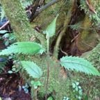 14. Feuille juvénile de Ficus lateriflora  - Ficus Blanc  - MORACEAE - Endémique de la Réunion et de Maurice.jpeg