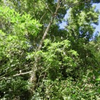 19 Michelia champaca L. ou Magnolia champaca - Champac - Magnoliaceae.jpeg