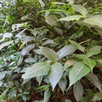 20. Strobilanthes hamiltonianus (Steud.) Bosser et Heine - Califon - Acanthaceae - Inde.jpeg