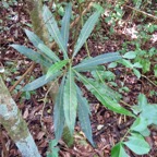 26.  Juvénile de Hugonia serrata - Liane de clé - Linaceae - rare, endémique de la Réunion et de Maurice.jpeg