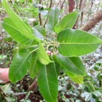 30. Ficus densifolia - Grand Affouche - Moraceae.jpeg