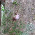 34. Cauliflorie - Fleur de Syzygium cymosum - Bois de pomme rouge - Myrtacée - B.jpeg