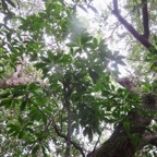 35. Très grand Badula barthesia - Bois de savon - Primulaceae.jpeg