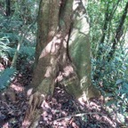 6. Ficus densifolia - Grand Affouche - Moraceae.jpeg