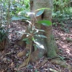 8. Juvénile de Michelia champaca L. ou Magnolia champaca - Champac - Magnoliaceae.jpeg