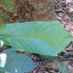 9. Feille à l'aspect encore un peu  juvénile Michelia champaca L. ou Magnolia champaca - Champac - Magnoliaceae.jpeg
