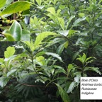 51- Antirhea borbonica- Bois d'Osto (1).JPG