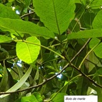 51- Antirhea borbonica- Bois d'Osto (4).jpg