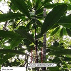 61-Bois jaune - Ochrosia borbonica (2).jpg