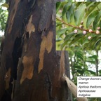 66- Change écorce- Aphloia theiformis - Aphloiacée -Fruits (2).jpg