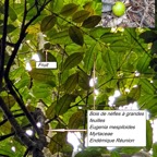 72- Eugenia mespiloides-2.jpg