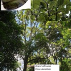 73- Ficus densifolia- feuilles et fruits (3).jpg