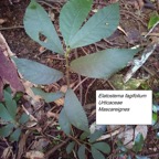 74- Elatostema fagifolium.jpg