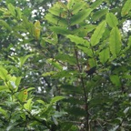 82 -Syzygium cymosum- Bois de pomme rouge- Myrtacées- B M (2).JPG
