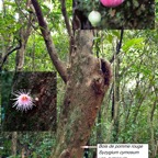 82 -Syzygium cymosum- Bois de pomme rouge- Myrtacées- B M (3).jpg